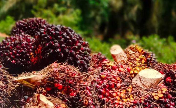 Kabar Baik untuk Petani Sawit Riau, Harga TBS Minggu Ini Terkerek Naik