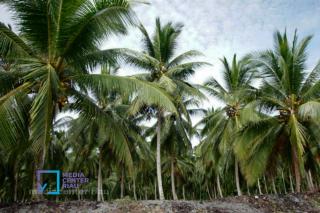 Pemkab Meranti Peremajaan 3.500 Hektare Kelapa, Petani Didorong Naik Kelas