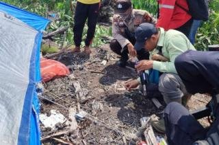 Pekerja Perkebunan di Arara Abadi Diterkam Harimau