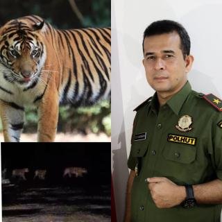 Video Viral Empat Harimau Sumatera Berkeliaran di Koridor RAPP